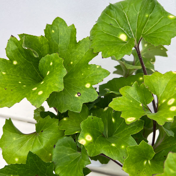 ツワブキ：舞扇（マイオウギ）5号鉢植え