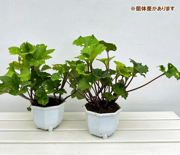 ツワブキ：舞扇（マイオウギ）5号鉢植え