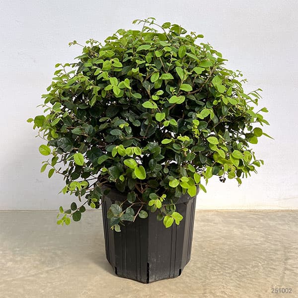 トキワマンサク:白花青葉  玉仕立て8号ポット