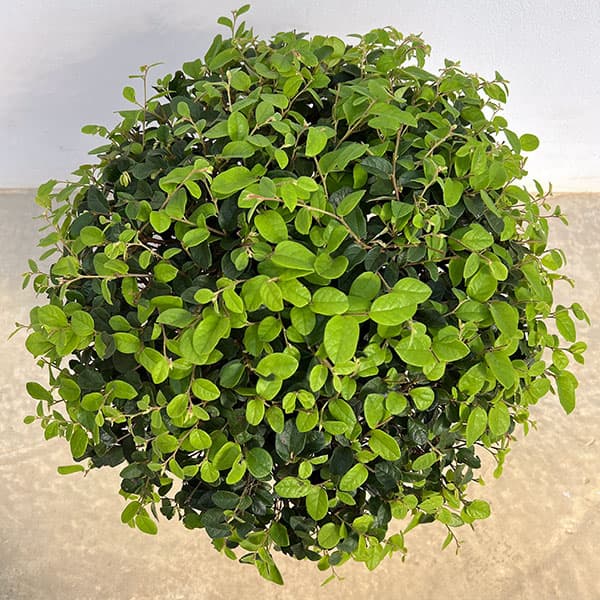 トキワマンサク:白花青葉  玉仕立て8号ポット