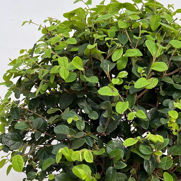 トキワマンサク:白花青葉  玉仕立て8号ポット