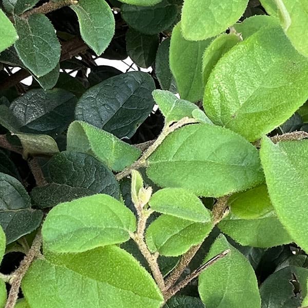 トキワマンサク:白花青葉  玉仕立て8号ポット