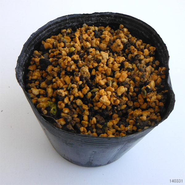 クワイ3.5号ポット