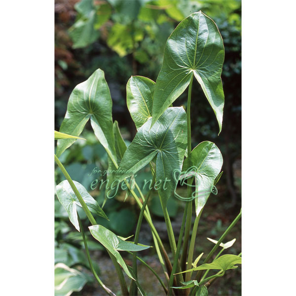 クワイ3.5号ポット