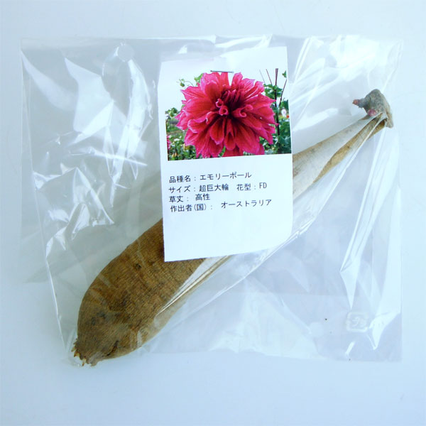 [26年3月中下旬予約]ダリアの球根：（超巨大輪）エモリーポール