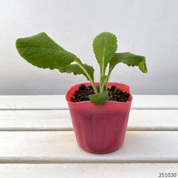 ジギタリス:キャメロットローズ3.5号ポット 2株セット