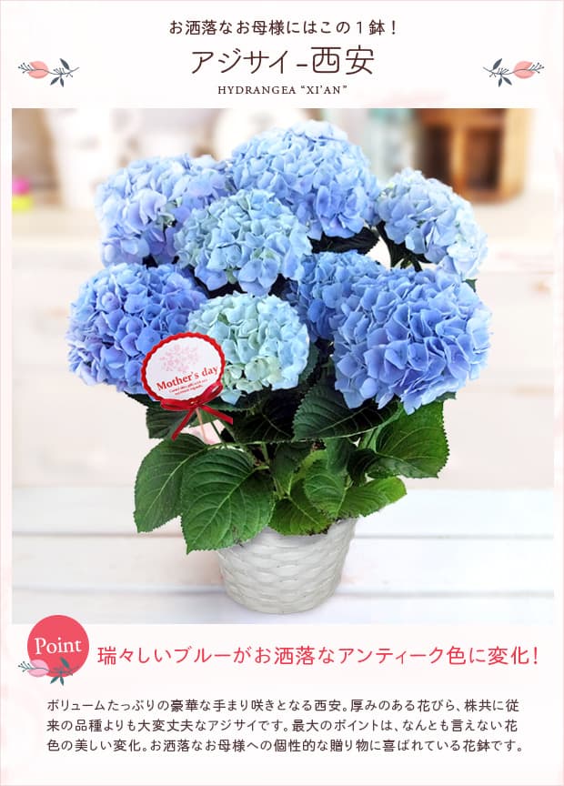 紫陽花苗木【西安】4号鉢 優し