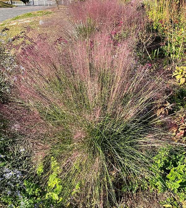 ミューレンベルギア：カピラリス6号ポット[11月頃開花　秋の赤い花穂が印象的なガーデングラス]