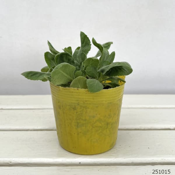 スカビオサ:ムーンダンス3.5号ポット 12株セット