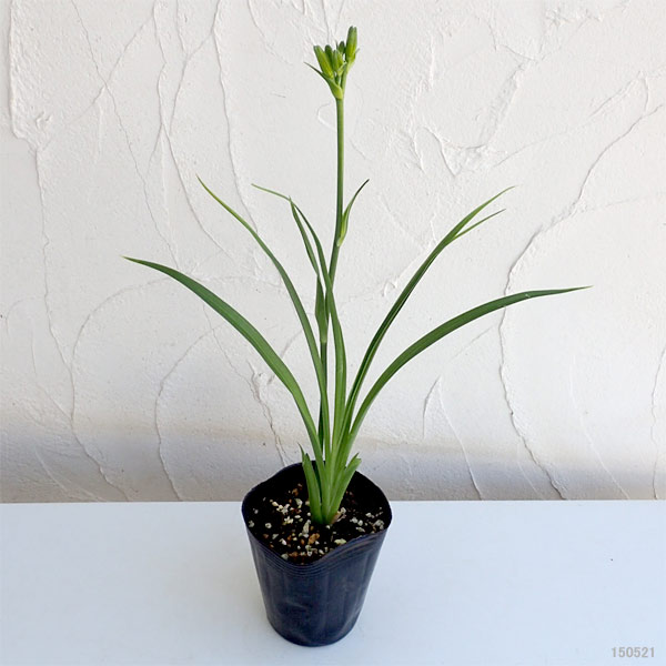 ヘメロカリス：フリーウィーリン3.5号ポット