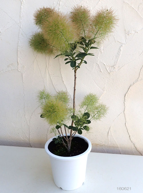 スモークツリー：ヤングレディ 5号鉢植え の通販 | 園芸ネット