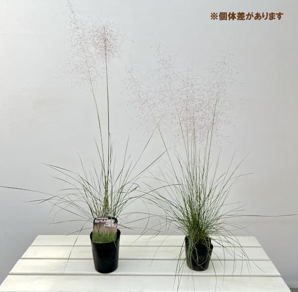 ミューレンベルギア:カピラリス3.5号ポット