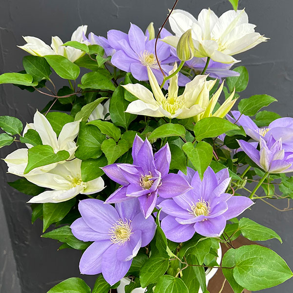 クレマチス:2色咲き(パストラーレ&北浜)5号鉢(大輪系)