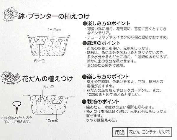 アネモネ:ミストラルピーチ5球入り