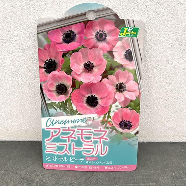 アネモネ:ミストラルピーチ5球入り