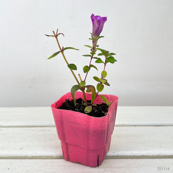 高性リンドウ:桃花3号ロングポット