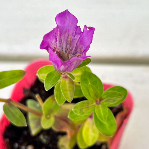 高性リンドウ:桃花3号ロングポット