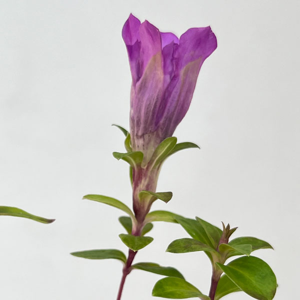 高性リンドウ:桃花3号ロングポット