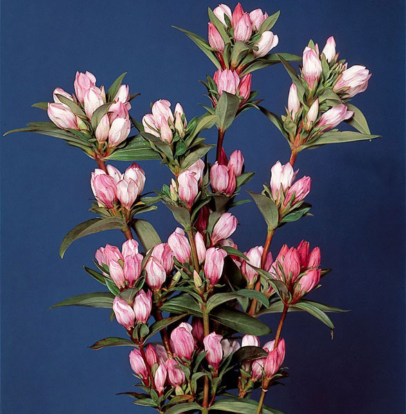 高性リンドウ:桃花3号ロングポット