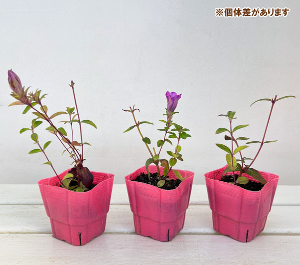 高性リンドウ:桃花3号ロングポット