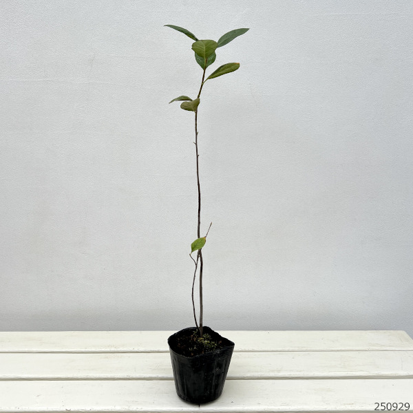 アロニア（チョコベリー）3.5号ポット