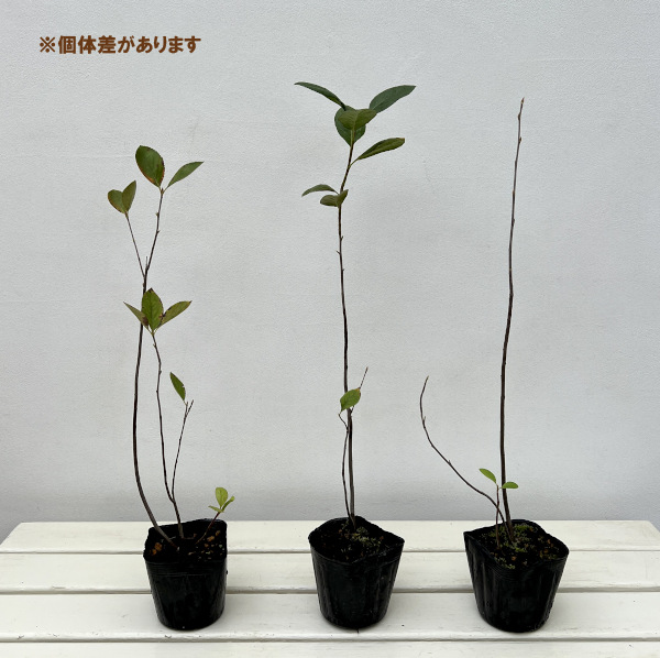 アロニア（チョコベリー）3.5号ポット