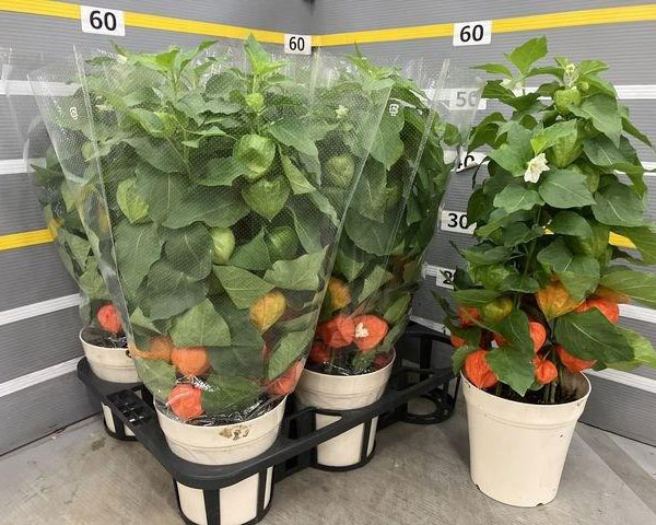 ホオズキ5号鉢植え