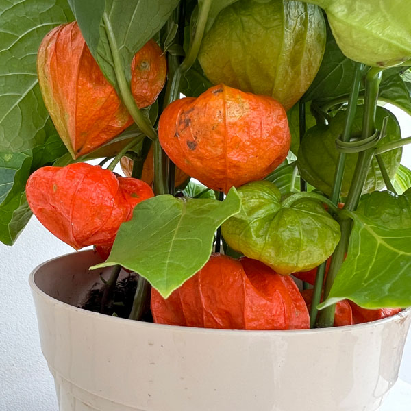 園芸ネット本店｜ホオズキ5号鉢植え の通販【公式】