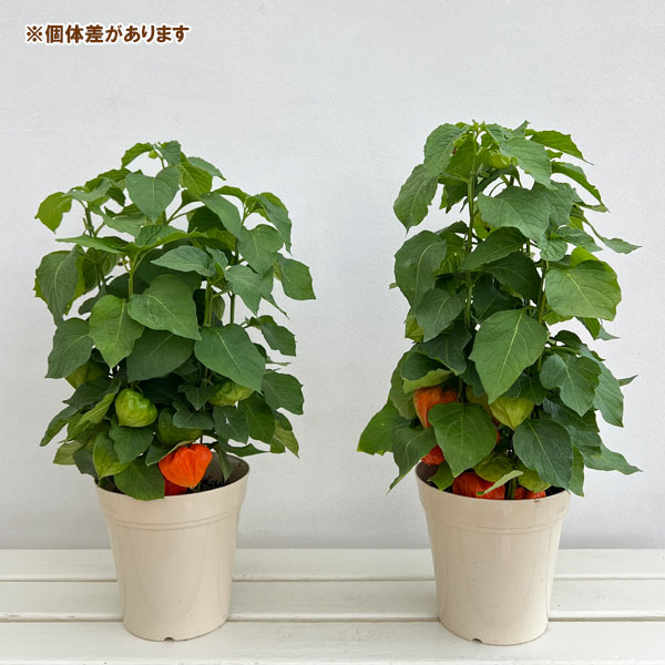 園芸ネット本店｜ホオズキ5号鉢植え の通販【公式】