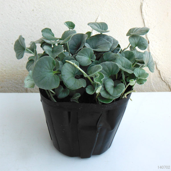 ダイコンドラ：セリセア3号ポット