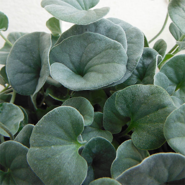 ダイコンドラ：セリセア3号ポット