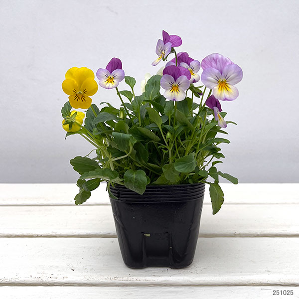 ビオラ：フローラルパワー  トリコロールメヌエット3.5号ポット