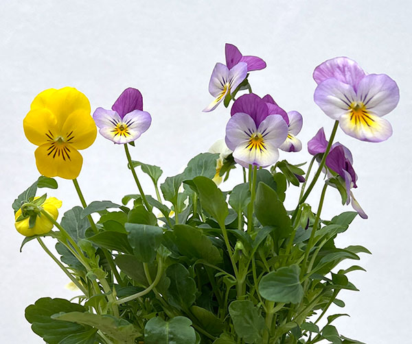 ビオラ：フローラルパワー  トリコロールメヌエット3.5号ポット