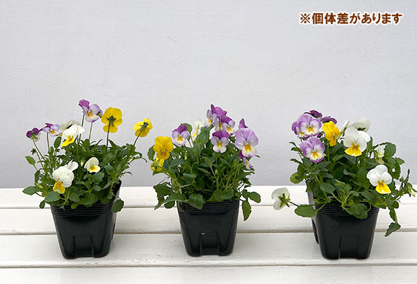 ビオラ：フローラルパワー  トリコロールメヌエット3.5号ポット