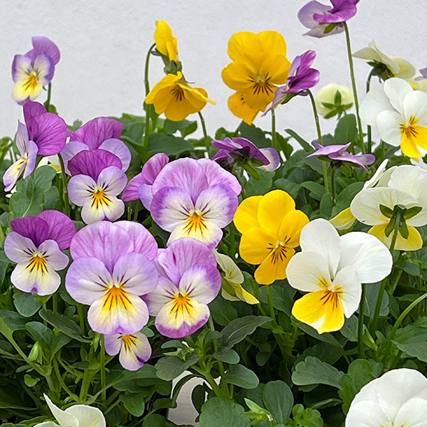 ビオラ：フローラルパワー  トリコロールメヌエット3.5号ポット