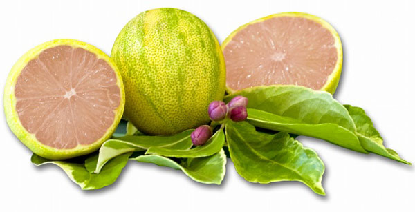 レモン(斑入り):ピンクレモネード4号ポット