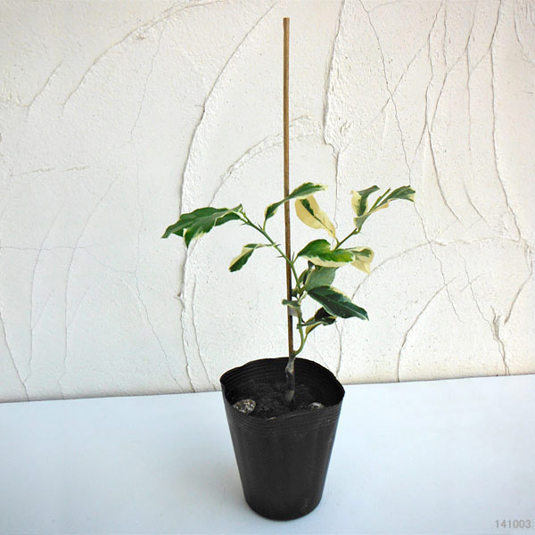 レモン(斑入り):ピンクレモネード4号ポット