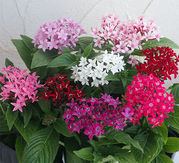 ♡ペンタス♡ 送料無料]ペンタス花色ミックス3号ポット 24株セット の通販