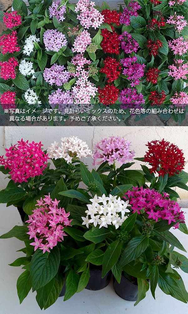 園芸ネット本店｜[送料無料]ペンタス花色ミックス3号ポット 24株セット