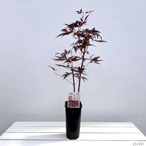 モミジ:猩々野村(ショウジョウノムラ)4号ポット