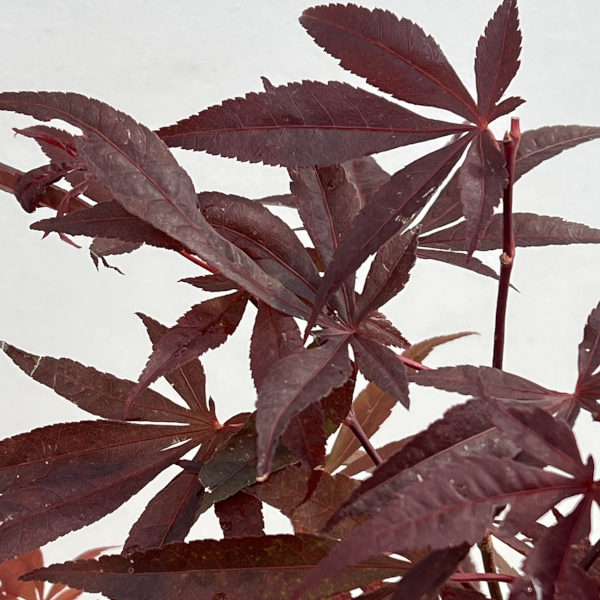 モミジ:猩々野村(ショウジョウノムラ)4号ポット