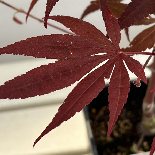 モミジ:猩々野村(ショウジョウノムラ)4号ポット