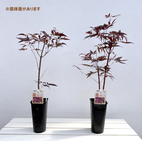 モミジ:猩々野村(ショウジョウノムラ)4号ポット