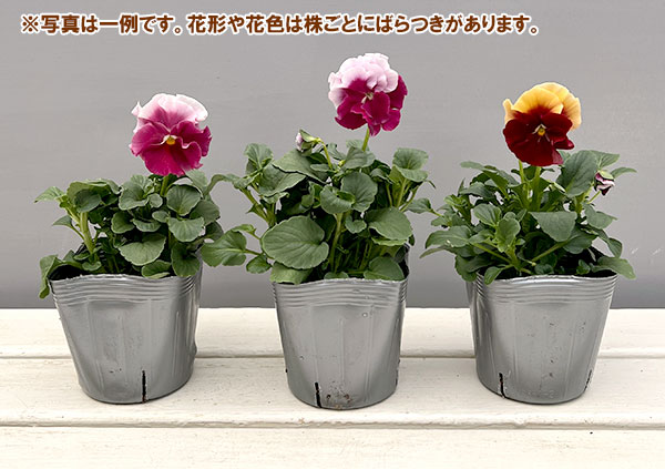 うえたコレクションビオラ：レインボーウェーブピンクローズビーコン3.5号ポット 6株セット