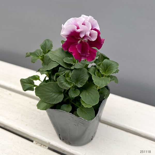 うえたコレクションビオラ：レインボーウェーブピンクローズビーコン3.5号ポット 6株セット