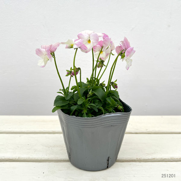 見元園芸さんのビオラ:春るるる3-3.5号ポット