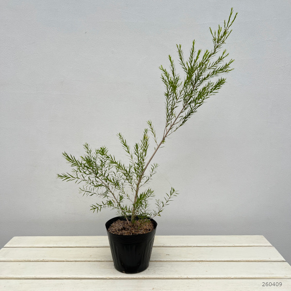 メラレウカ：ブラックティーツリー5号ポット