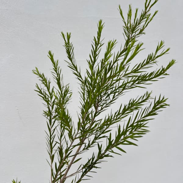 メラレウカ：ブラックティーツリー5号ポット