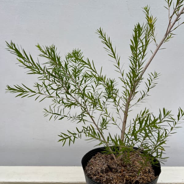 メラレウカ：ブラックティーツリー5号ポット