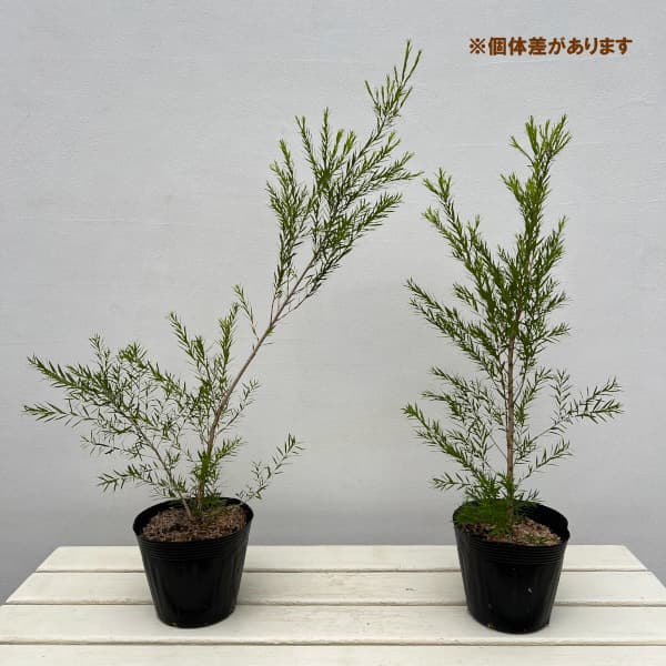 メラレウカ：ブラックティーツリー5号ポット